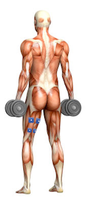 Lavoro dei muscoli posteriori della coscia